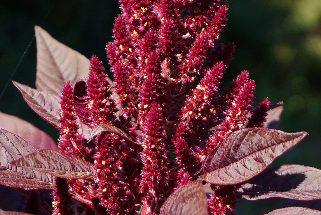 Image of Amaranthus hypochondriacus specimen.