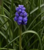 Muscari armeniacum