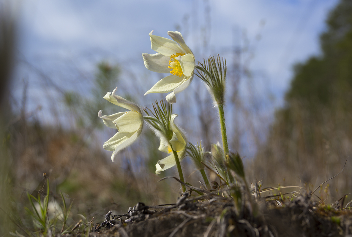 Image of Pulsatilla patens specimen.