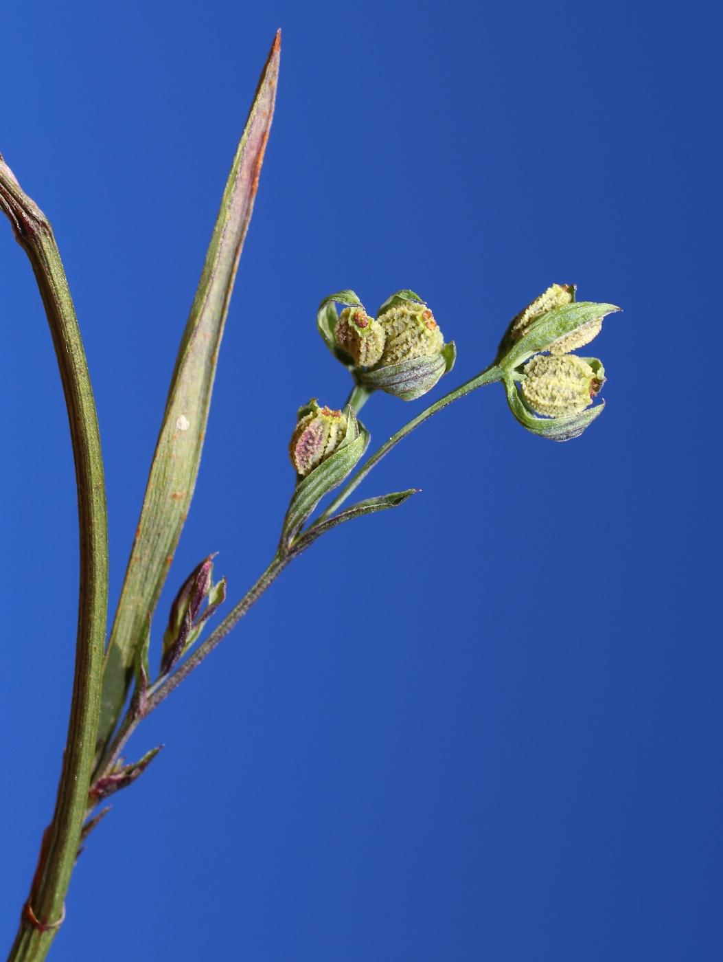 Image of Bupleurum tenuissimum specimen.