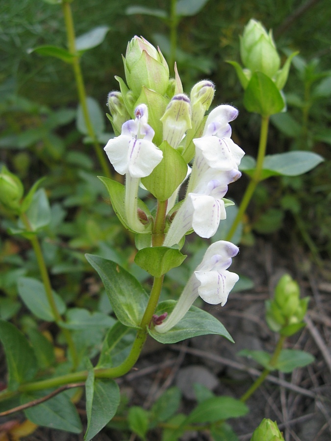 Изображение особи Scutellaria altaica.