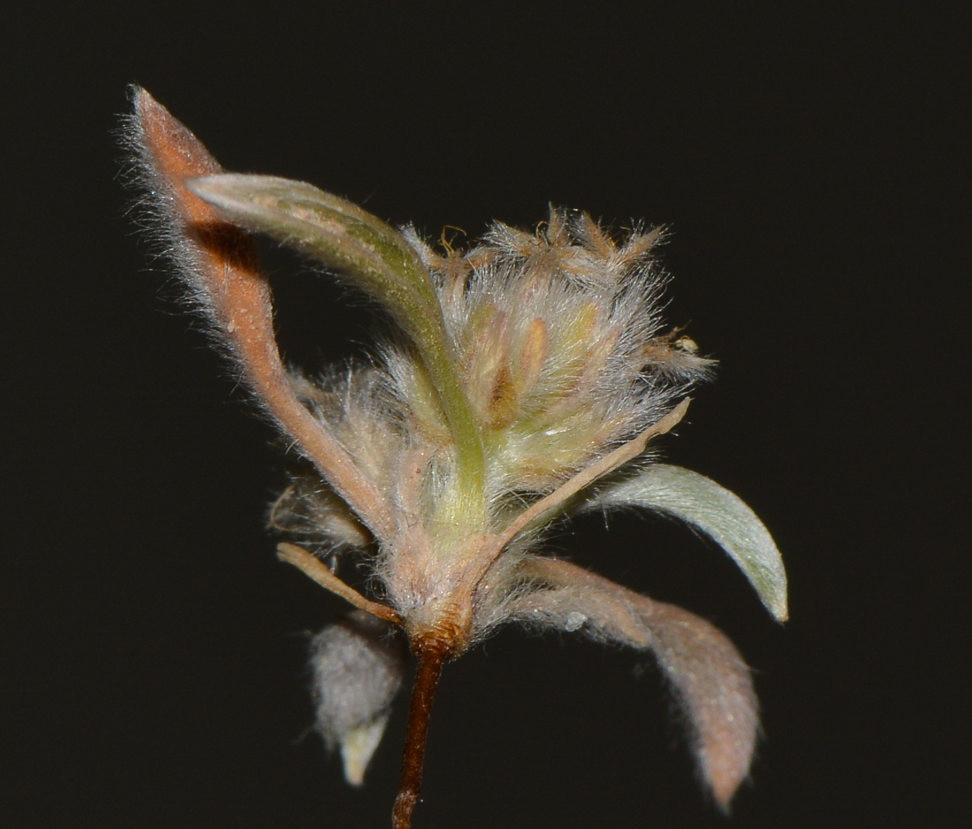 Image of Plantago ciliata specimen.