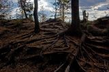 Pinus sibirica. Нижняя часть ствола дерева с идущими по поверхности корнями. Пермский край, Гремячинский р-н, хр. Рудянский Спой, Каменный город. 5 сентября 2015 г.