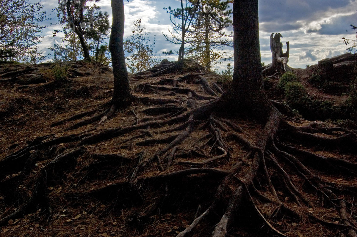 Изображение особи Pinus sibirica.