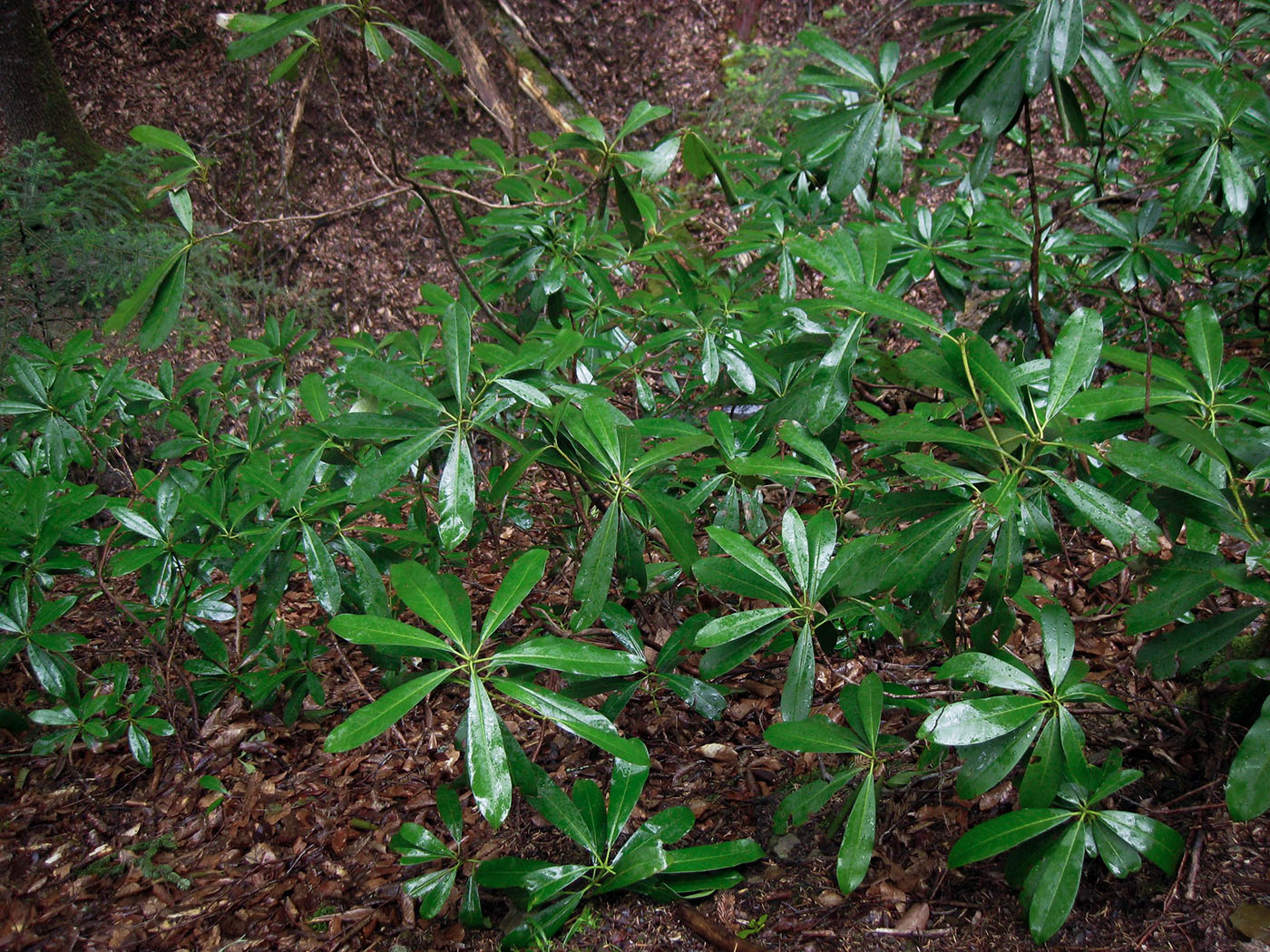 Image of Rhododendron ponticum specimen.