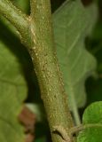 Solanum undatum. Нижняя часть стебля. Таиланд, о-в Пхукет, курорт Ката, обочина дороги. 19.01.2017.