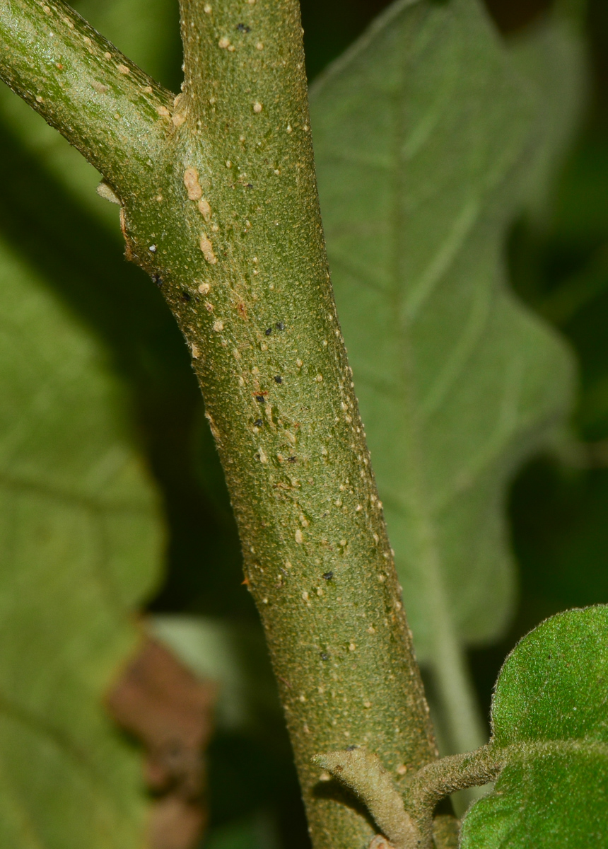 Изображение особи Solanum undatum.