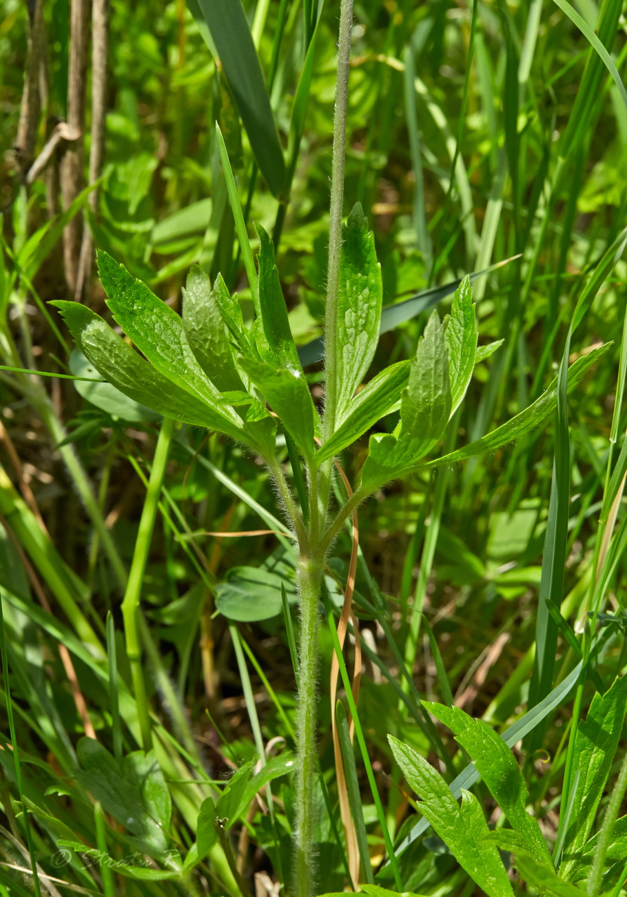 Image of Anemone sylvestris specimen.