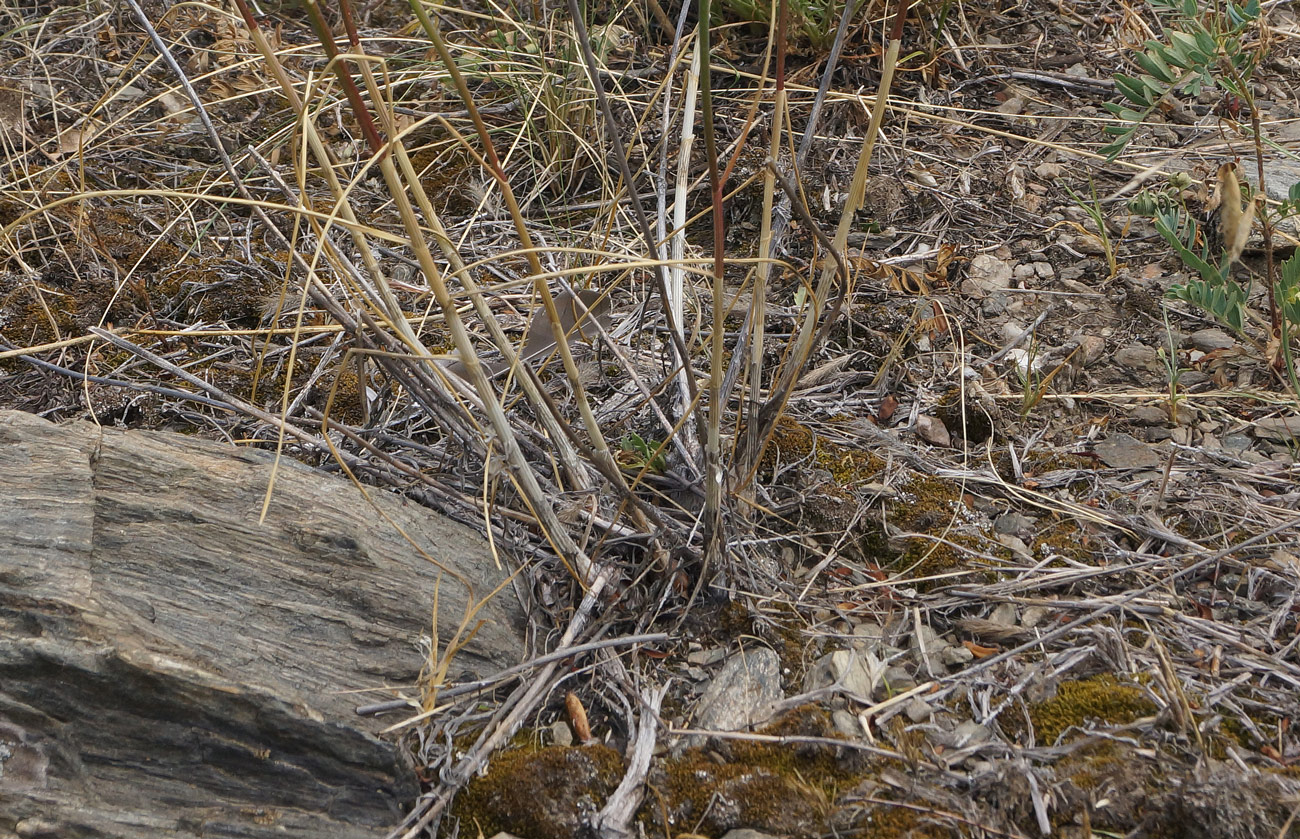 Image of Allium montanostepposum specimen.
