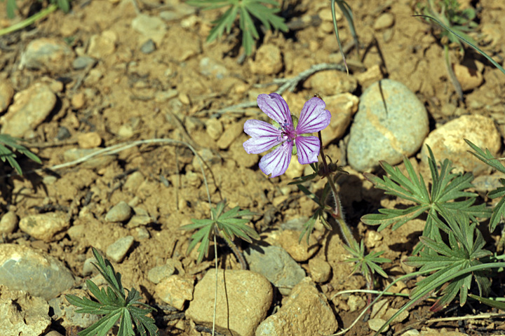 Image of Geranium transversale specimen.