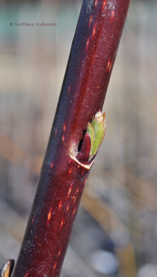 Image of Salix daphnoides specimen.