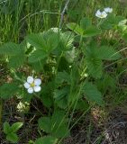 Fragaria × ananassa. Цветущее растение (одичавшее). Ростовская обл., окр. г. Азов, под кустарниками. 05.05.2017.