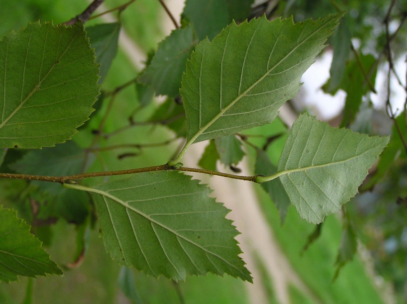 Image of Betula dauurica specimen.