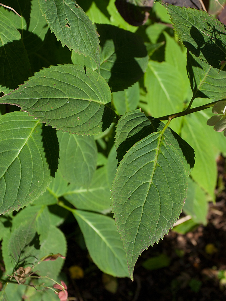 Image of Hydrangea macrophylla specimen.