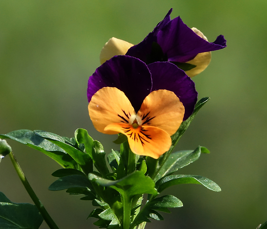 Image of Viola wittrockiana specimen.