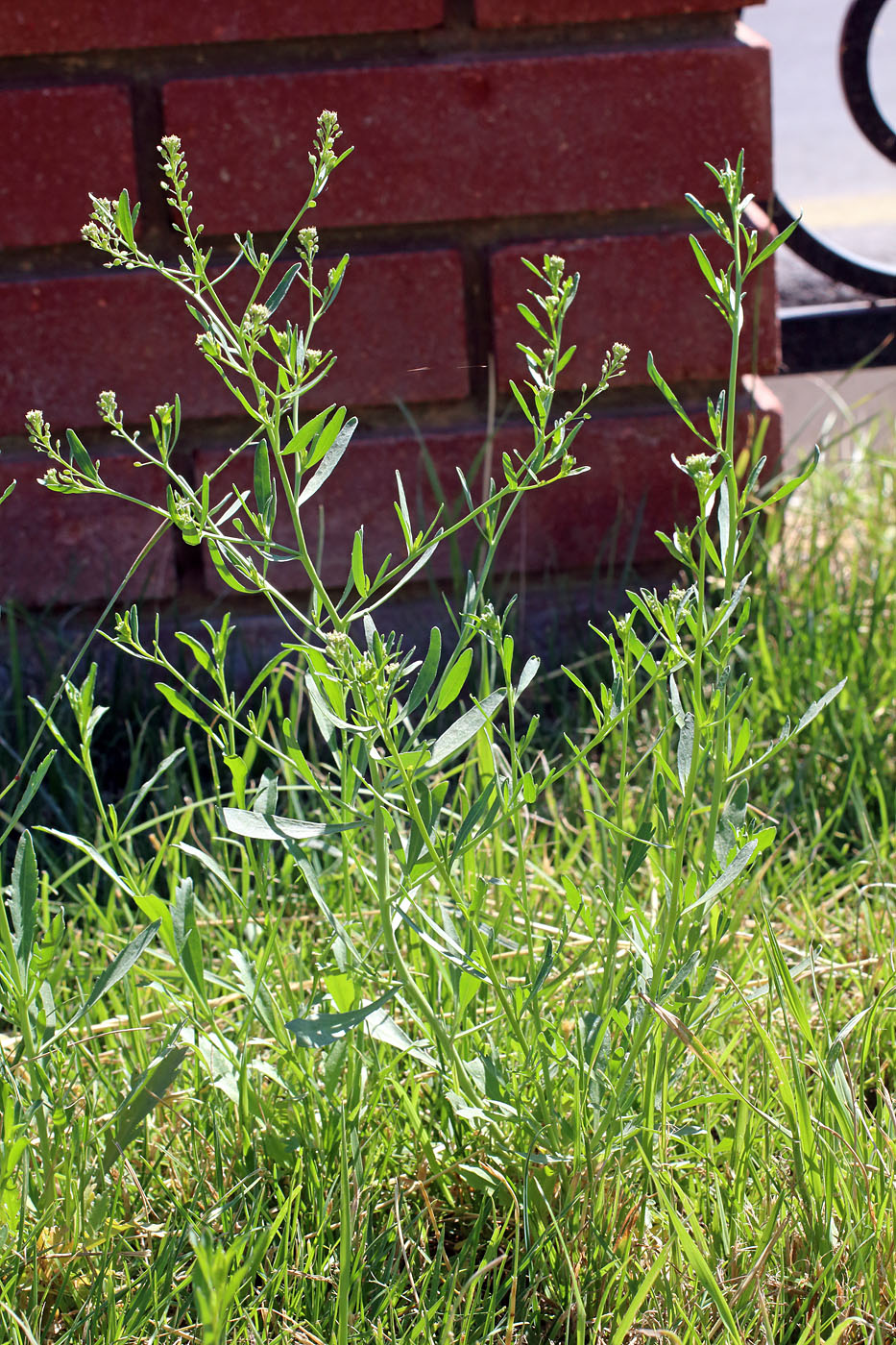 Изображение особи Lepidium pinnatifidum.