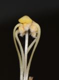 Image of taxon representative. Author is Татьяна Мальчинская