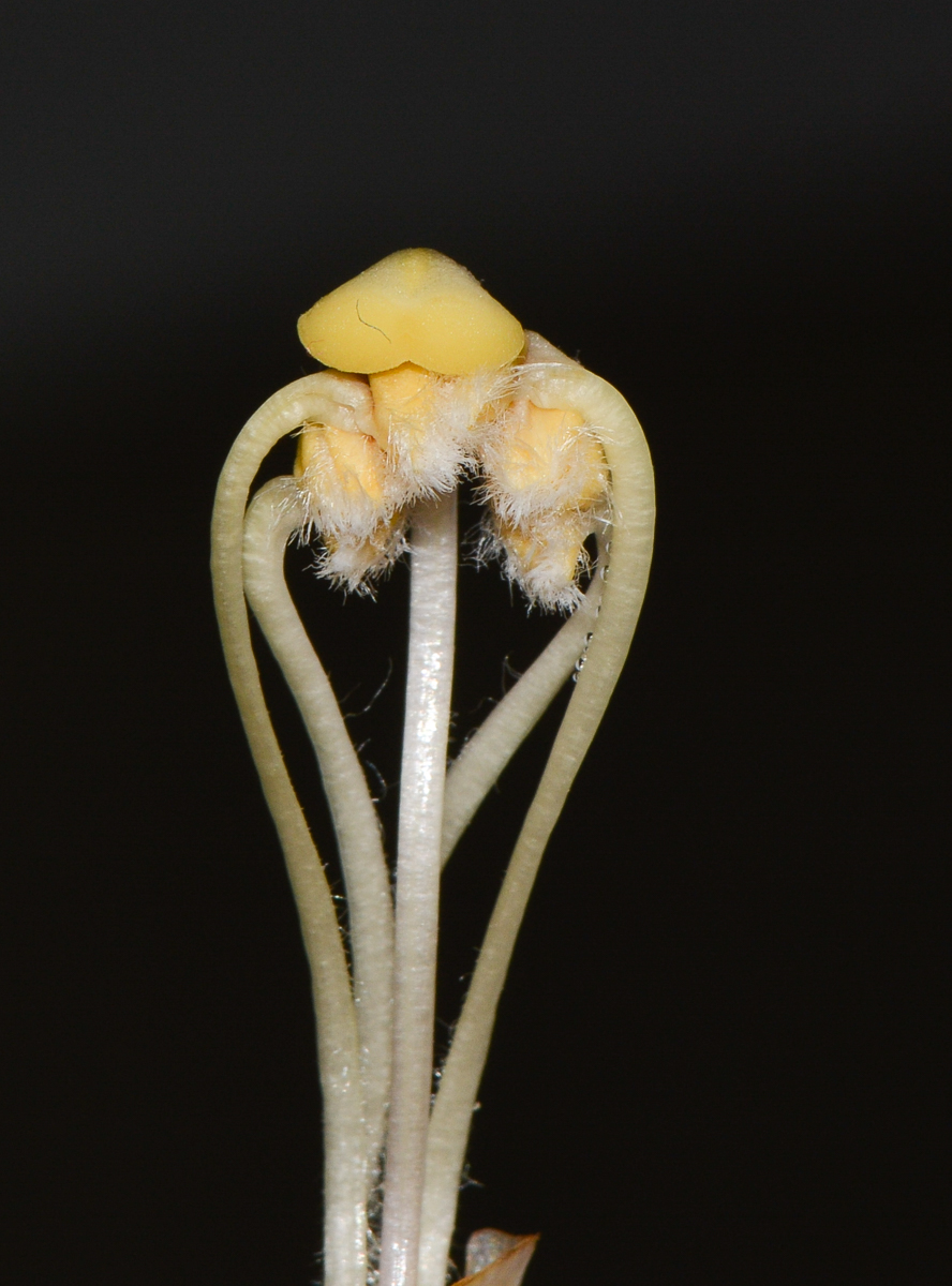 Image of Cistanche tubulosa specimen.