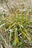 Carex ornithopoda. Отцветшее растение. Ленинградская обл., Гатчинский р-н, окр. пос. Пудость, сыроватый луг на травертине на месте заброшенного карьера. 27.05.2017.