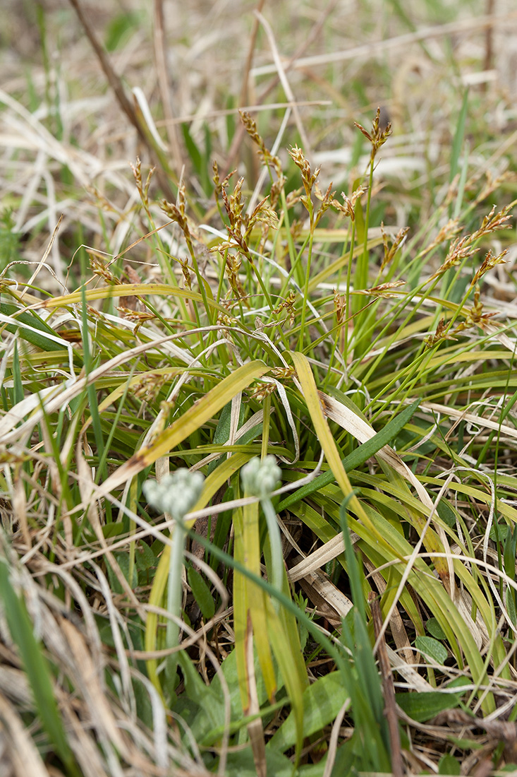 Image of Carex ornithopoda specimen.