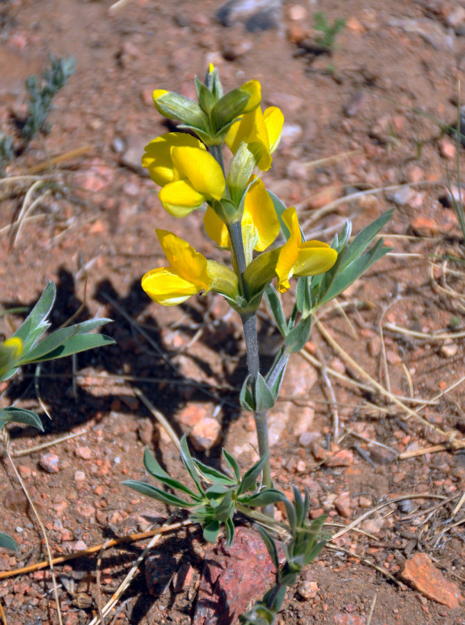 Изображение особи Thermopsis mongolica.