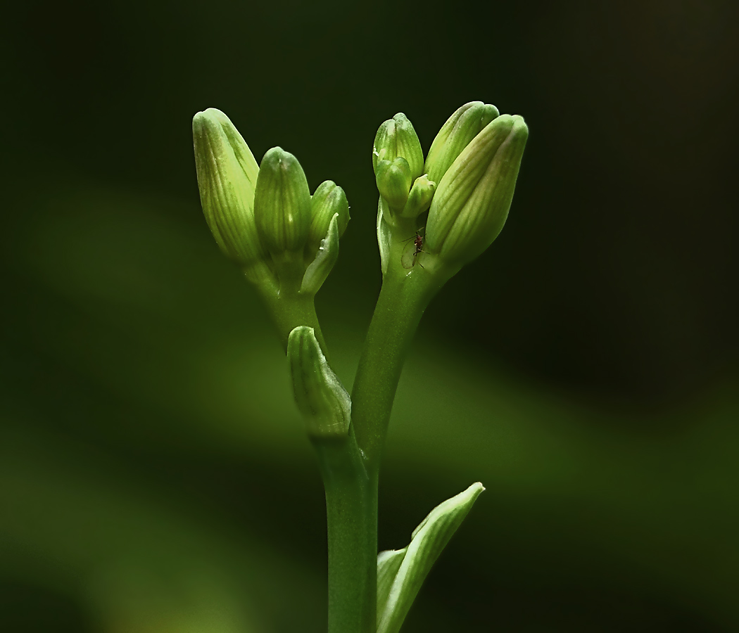 Изображение особи Hemerocallis &times; hybrida.