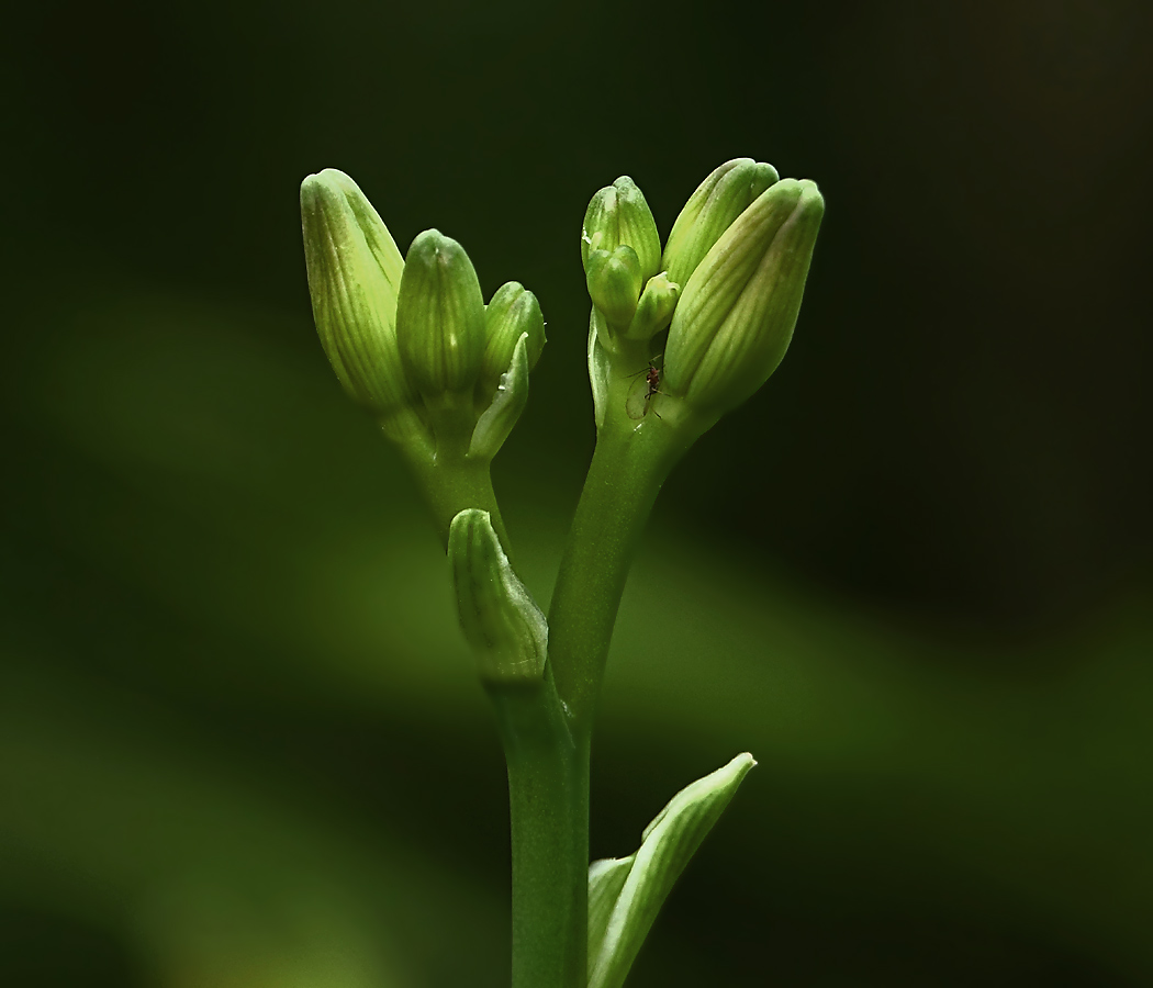 Image of Hemerocallis &times; hybrida specimen.