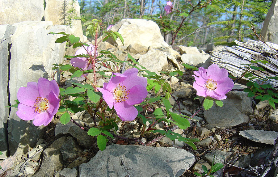 Image of Rosa acicularis specimen.