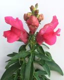 Antirrhinum majus
