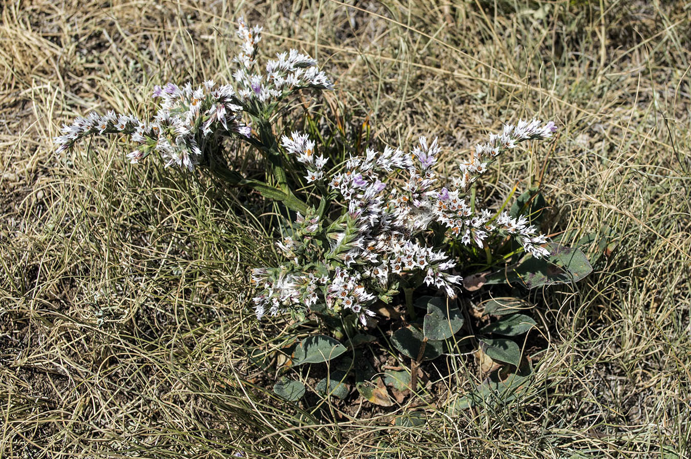 Изображение особи Goniolimon platypterum.