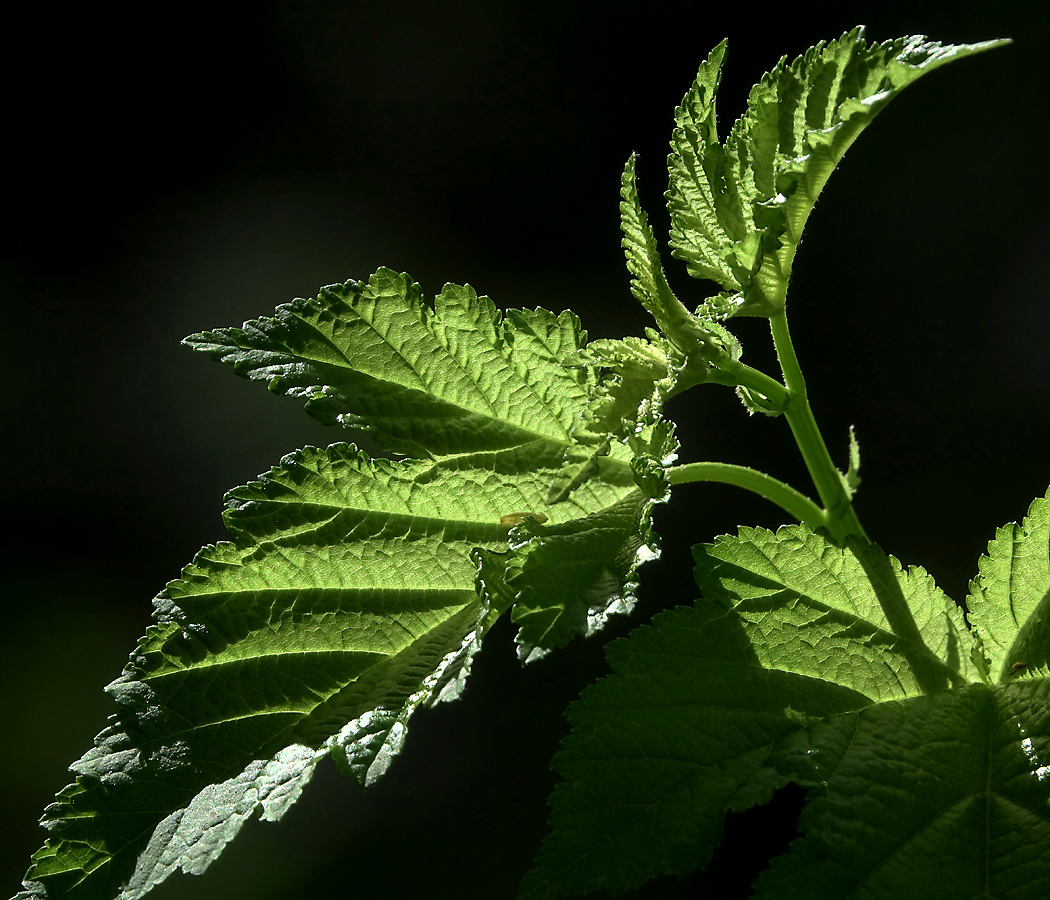 Image of Physocarpus opulifolius specimen.