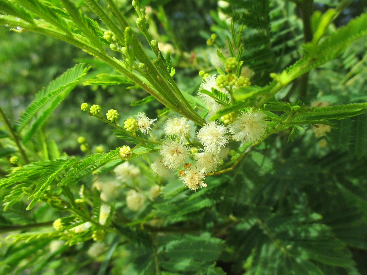 Изображение особи Acacia irrorata.