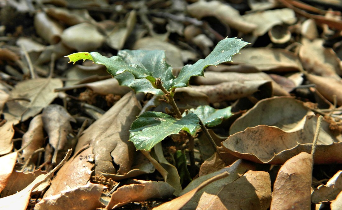 Изображение особи Quercus suber.