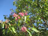 Corymbia ficifolia