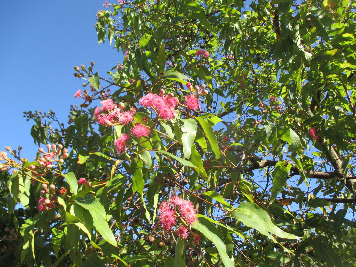 Image of Corymbia ficifolia specimen.