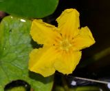 Nymphoides peltata