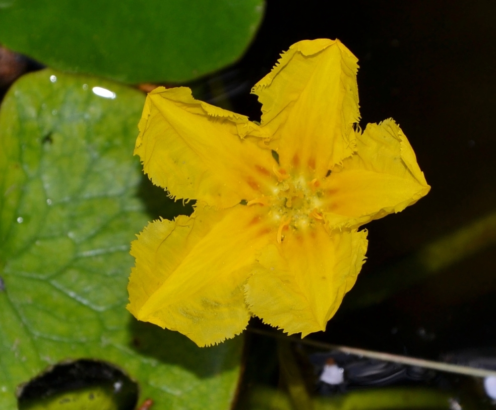 Image of Nymphoides peltata specimen.