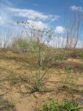 Oedibasis apiculata. Зацветающее растение. Казахстан, Южное Прибалхашье, южная кромка пустыни Таукум, межбарханное понижение. 25 мая 2017 г.
