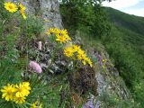 Tephroseris integrifolia. Верхушки цветущих растений. Магаданская обл., Ольский р-н, окр. пос. Атарган, крутой приморский склон со скальными выходами. 05.07.2017.