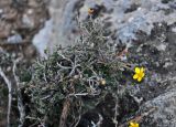 Dasiphora phyllocalyx. Верхушка ветви с цветком. Таджикистан, Фанские горы, ущелье Куликалон, ≈ 2700 м н.у.м., каменистый сухой склон. 04.08.2017.
