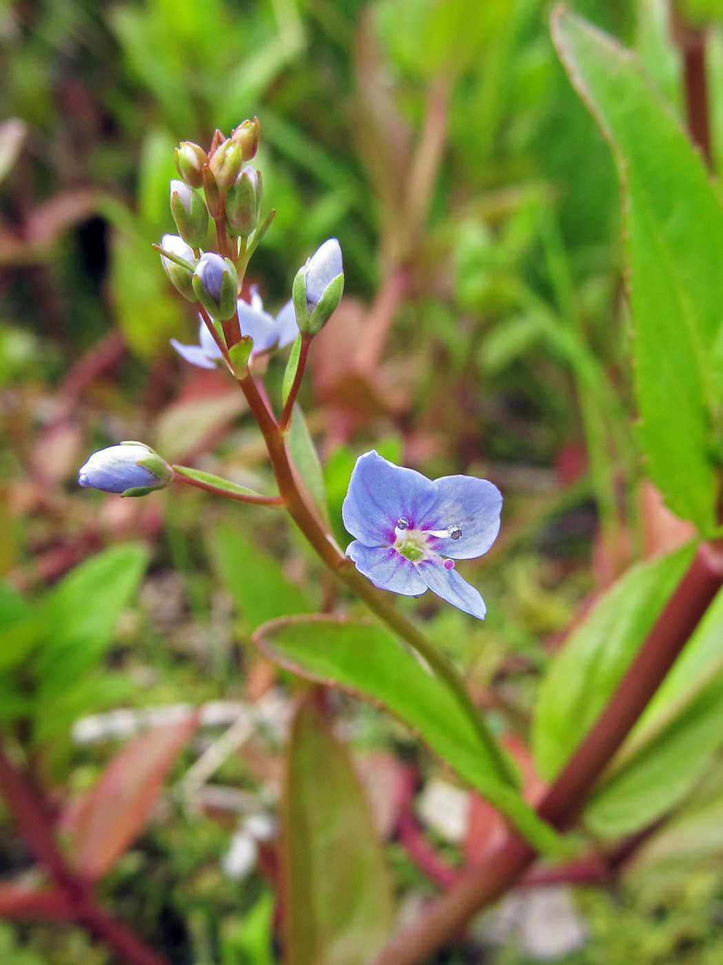 Image of Veronica americana specimen.