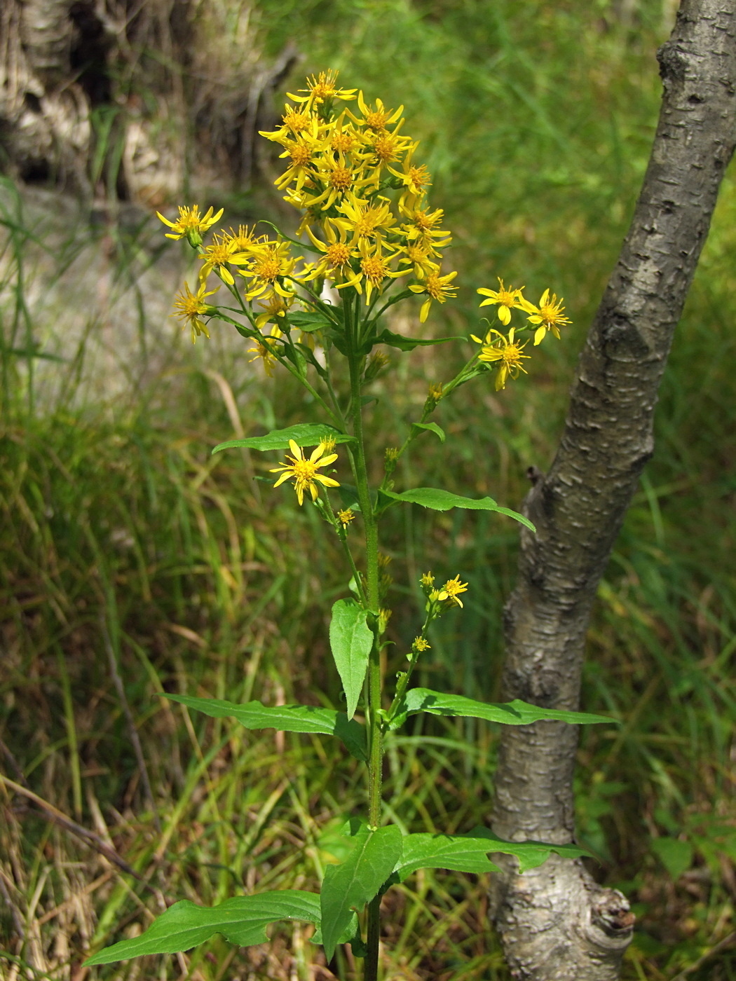 Изображение особи Solidago cuprea.