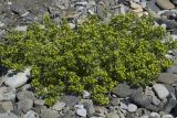 Honckenya subspecies major