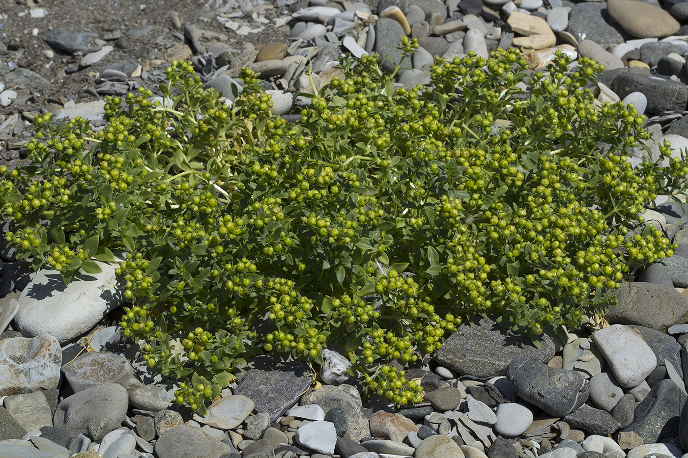 Image of Honckenya peploides ssp. major specimen.