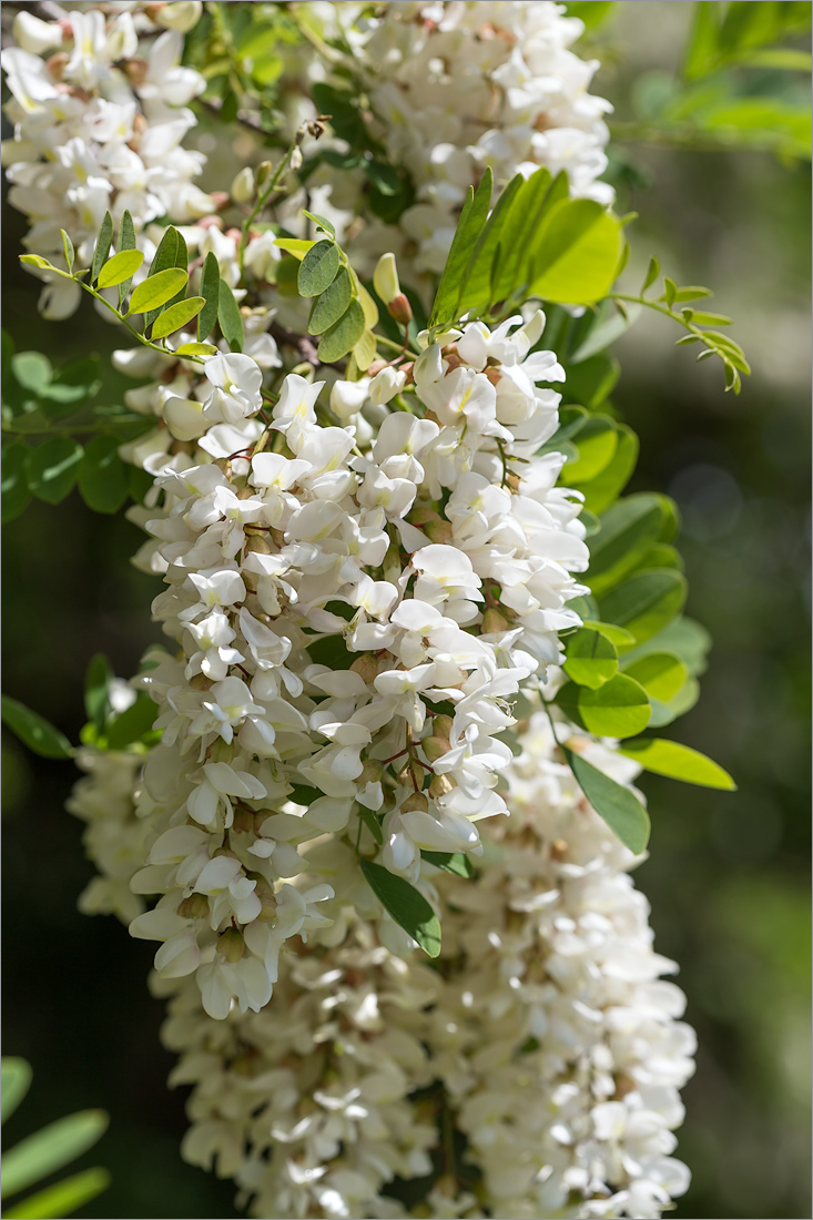 Изображение особи Robinia pseudoacacia.