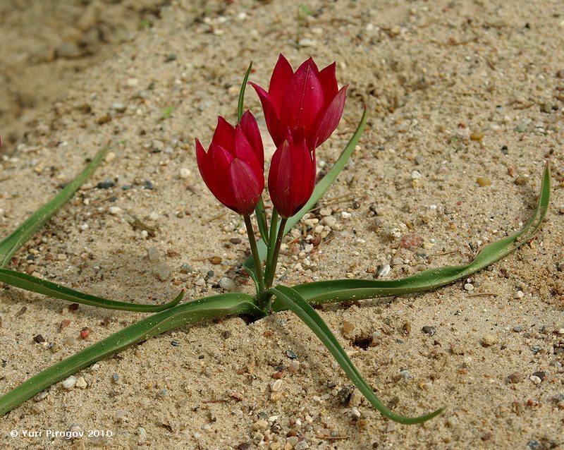 Image of Tulipa kurdica specimen.