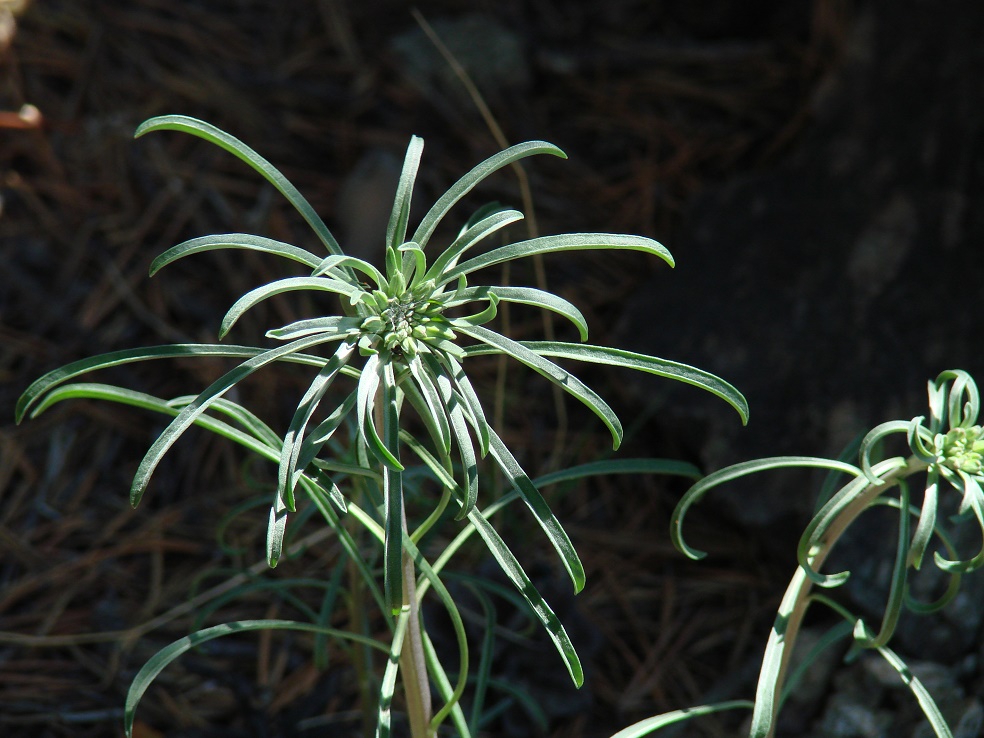 Image of Erysimum flavum specimen.