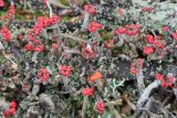 Cladonia macilenta