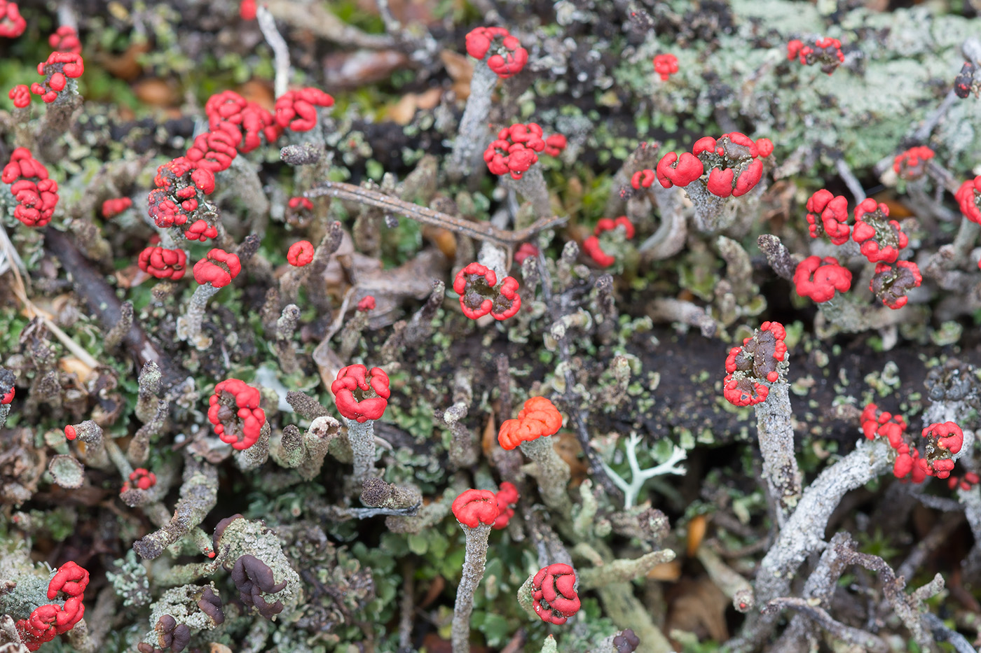 Image of Cladonia macilenta specimen.