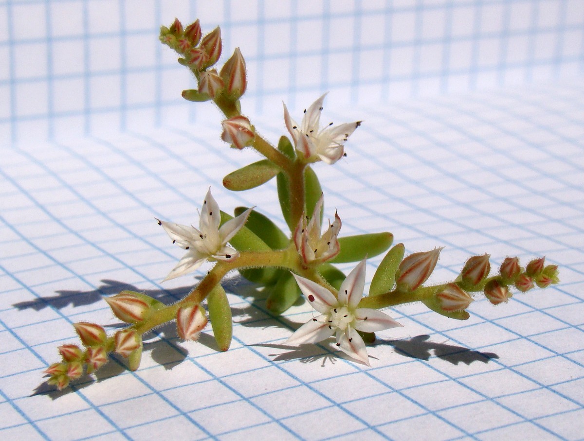 Image of Sedum pallidum ssp. bithynicum specimen.
